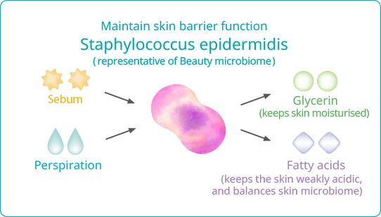 Maintain skin barrier function | Staphylococcus epidermidis | Sebum | Glycerin (keeps skin moisturized) | Perspiration | Fatty acids (keeps the skin weakly acidic, and balances skin microbiome)