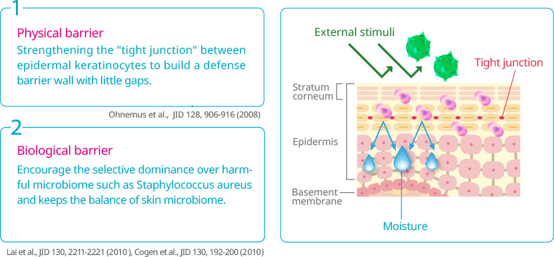 1. Physical barrier - Strengthening the 'tight junction' between epidermal keratinocytes to build a defense barrier wall with little gaps | Ohnemus et al.,  JID 128, 906-916 (2008) | 2. Biological barrier - Encourage the selective dominance over harmful microbiome such as Staphylococcus aureus and keeps the balance of skin microbiome. | Lai et al., JID 130, 2211-2221 (2010), Cogen et al., JID 130, 192-200 (2010) | External stimuli | Tight junction | Stratum
corneum  | Epidermis  | Basement membrane | Moisture